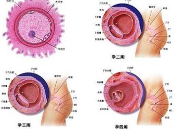 β-人绒毛膜促性腺激素