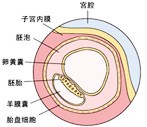 怀孕2周胎儿发育过程图