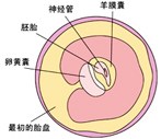 怀孕5周胎儿发育过程图