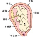 怀孕40周胎儿发育过程图