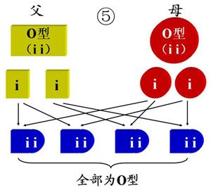 血型是遗传的吗.jpg