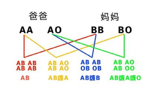 血型遗传母亲还是父亲.jpg