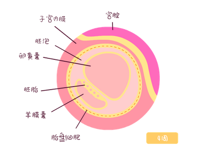 有卵黄囊胎停的几率小.png