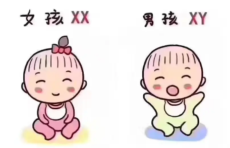 香港验dna查男孩女孩准吗.png