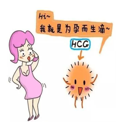 hcg高代表男女.png