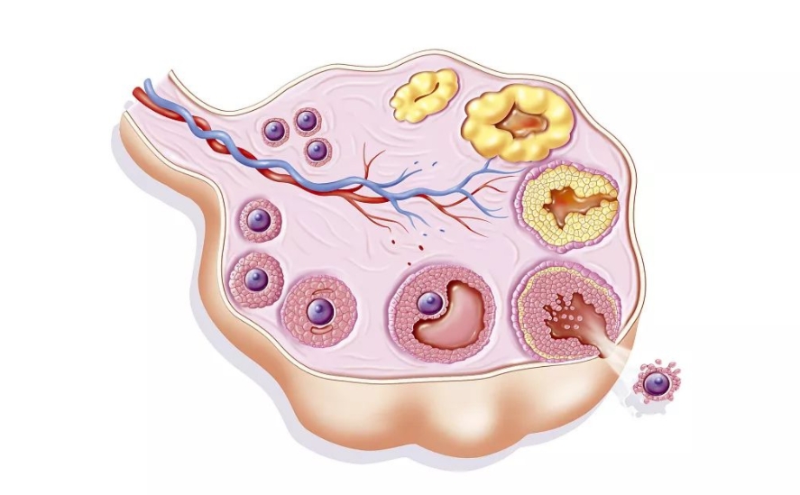 ﻿卵泡是如何发育的.png